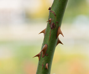 Makro Aufnahme von Rosendornen
