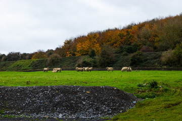 Flock of irish sheep in the field looking at the camera. agriculture and livestock.