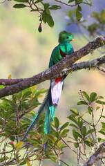 Wild Quetzal Bird perched on a tree in Costa Rica