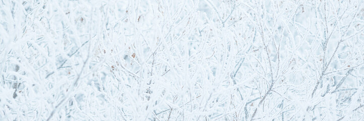 Snow and rime ice on the branches of bushes. Trees covered with hoarfrost. Plants in the park are covered with hoar frost. Cold snowy winter weather. Frosting texture. Wide panoramic light background.