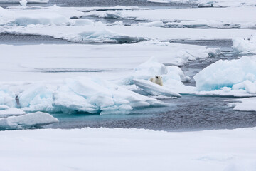 Fototapeta na wymiar polar bear hiding