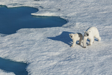 polar bear cub 