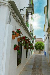 Flores rojas en un callejon de Cordoba