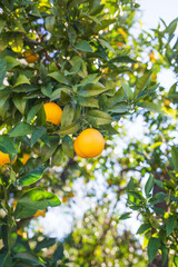 oranges on tree