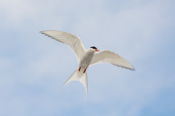 seagull in flight