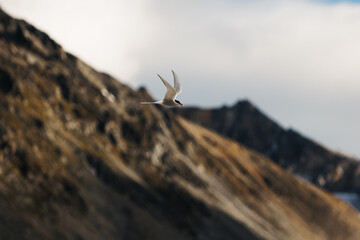 mountain goat on the rock