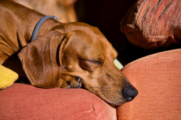 Lovely red dachshund dog sleeping in his bed.