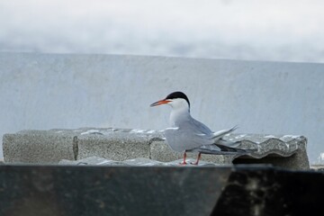 Common tern, Sterna hirundo