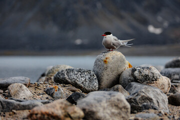 seagull on the rocks