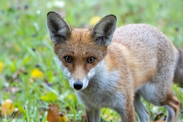 Red fox, Vulpes vulpes