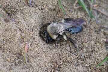 Closeup of a the grey backed mining bee , female Andrena vaga entering her nest