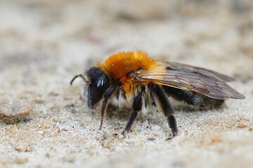 Closeup of a female, Grey-patched Mining Bee, Andrena nitida on sandy soil