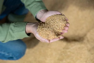 Fotobehang Closeup view of soybean husk animal feed for dairy cattle in hands of farmer in storage area at farm © JackF