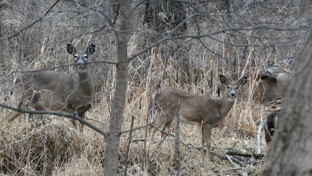 Little button buck and his does