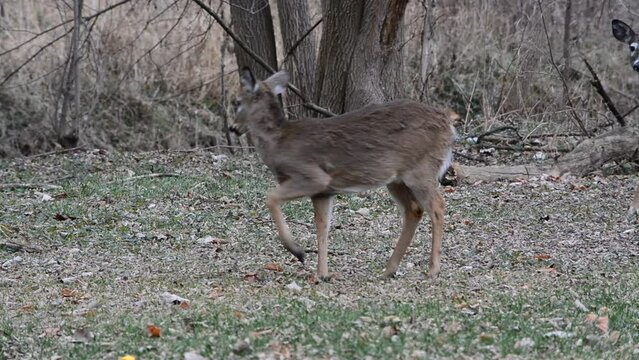 Little button buck and his does