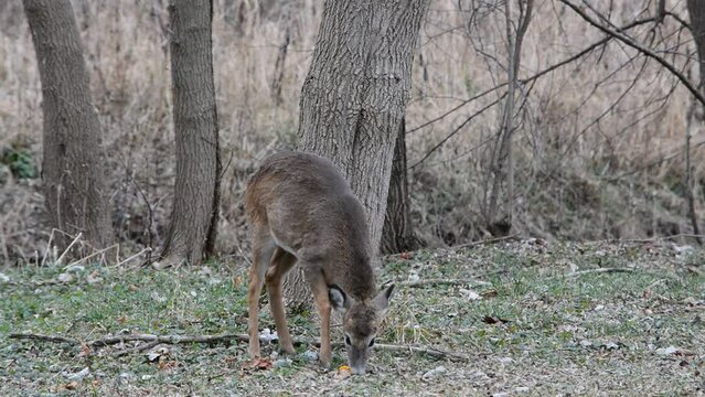 Little button buck and his does