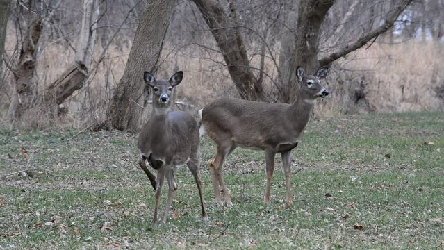 Little button buck and his does