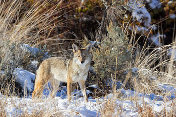 alert coyote in Oregon