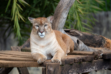 Isolated Cougar known as "puma" or "suçuarana" lying down in selective focus