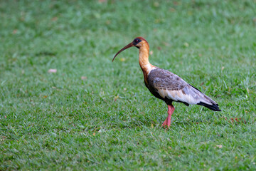 Curicaca bird (Theristicus caudatus) isolated in selective focus on grass field