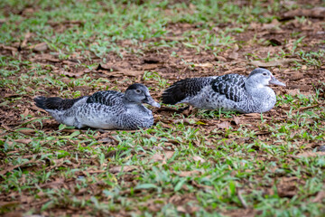 Couple of bluish wild ducks lying on the grass in selective focus