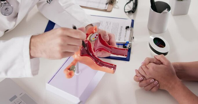 Gynecology Uterus Reproductive Female Anatomy