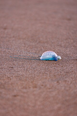 Portuguese man-o-war, dangerous jellyfish, strange animals, Azores islands.