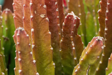 The variegated succulent stapelia leendertziae close up