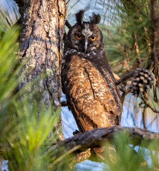 Stygian Owl