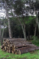 Felled conifer trunks stacked in the forest
