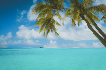 Fototapeta na wymiar beach with palm trees and sea created using Generative AI