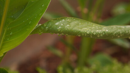 Fototapeta na wymiar Floral greenery with water droplets