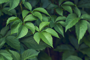 Parthenocissus leaves green natural background. Green grape leaves on the wall close-up. Wild grapes.