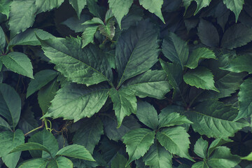 Parthenocissus leaves green natural background. Green grape leaves on the wall close-up. Wild...
