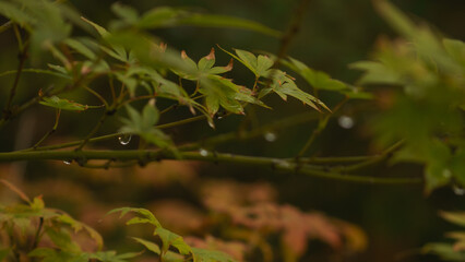 Japanese Maple Tree with Water Droplets