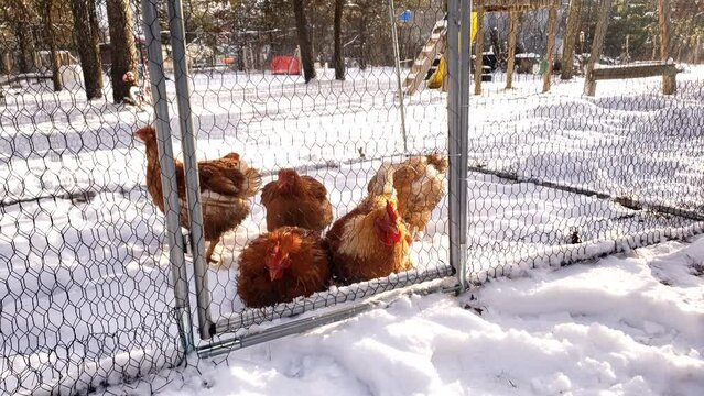 Home grown organic chicken broilers and roosters being held in small enclosure while walking on snow and waiting to be processed.
