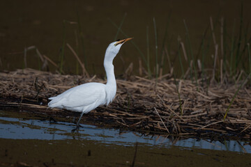Great Egret in the Marsh Swallowing Sora Prey
