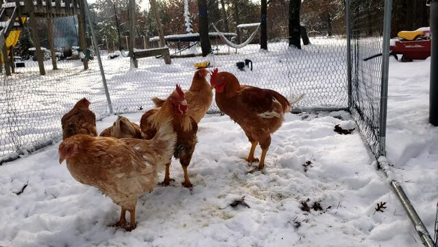 Transferring home grown organic chicken broilers and roosters into small enclosure on snow while birds wait to be processed.