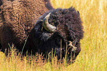 Huge bison head with little bird flying around. Yellowstone. © juliovazquez