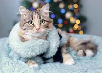 Сat in a beautiful fur coat. Clothing for animals and pets. Cat looks to the camera. Beautiful Kitten. Kitten with big green eyes on the background of a Christmas tree and sparkling lights. Xmas.