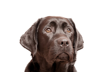 Labrador retriever black puppy isolate on white. Portrait of a pet young dog.