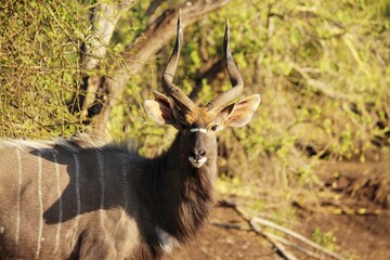 Nyala