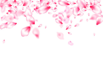 Pink cherry blossom petals isolated