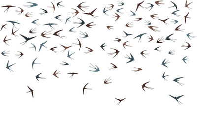 Flying swallow birds silhouettes vector illustration. Migratory martlets group isolated on white.
