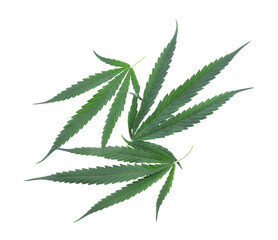 cannabis leaf isolated transparent  png