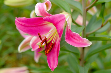 Daylily, Beautiful flowers in my garden.