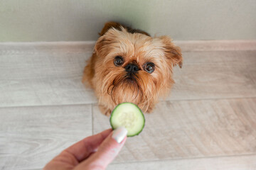 The owner feeds the Brussels Griffon dog with a cucumber