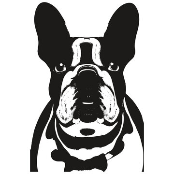 French bulldog face vector hand drawn ,black and white drawing of dog