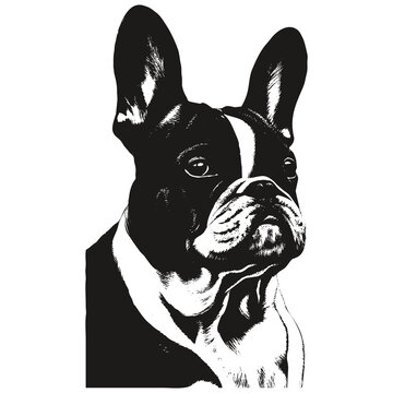 French bulldog hand drawn vector clip art ,black and white drawing of dog