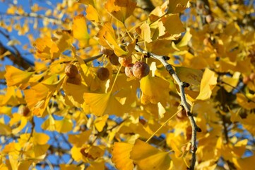 イチョウ（銀杏、公孫樹、鴨脚樹）の実